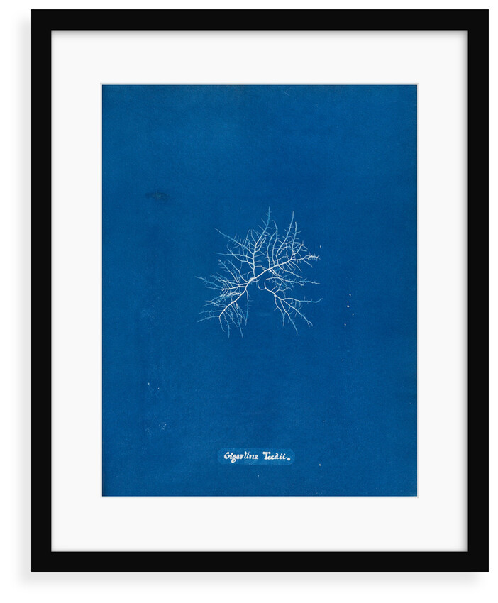 Gigartina teedii by Anna Atkins