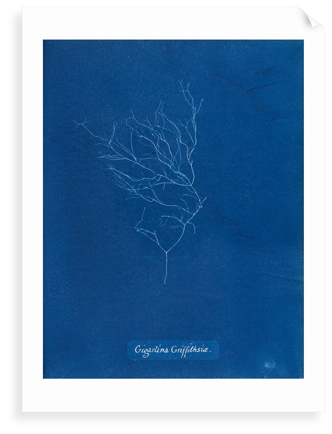 Gigartina griffithsiae by Anna Atkins