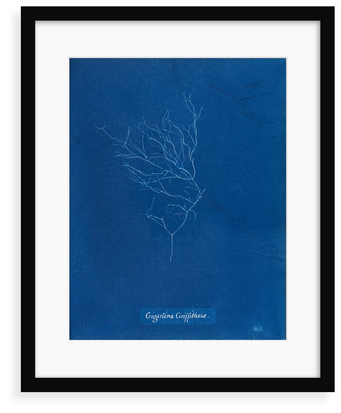Gigartina griffithsiae by Anna Atkins