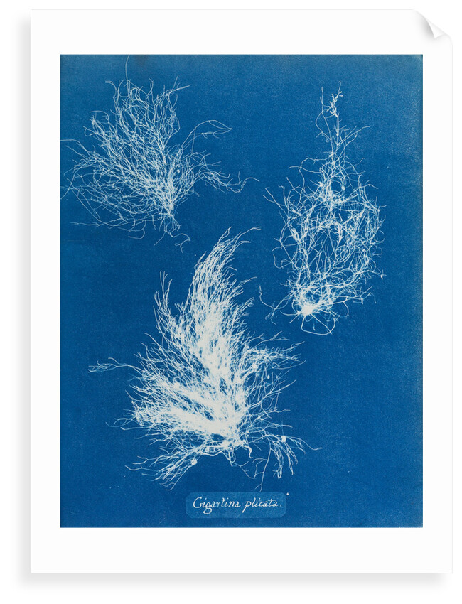 Gigartina plicata by Anna Atkins