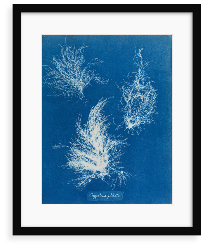 Gigartina plicata by Anna Atkins