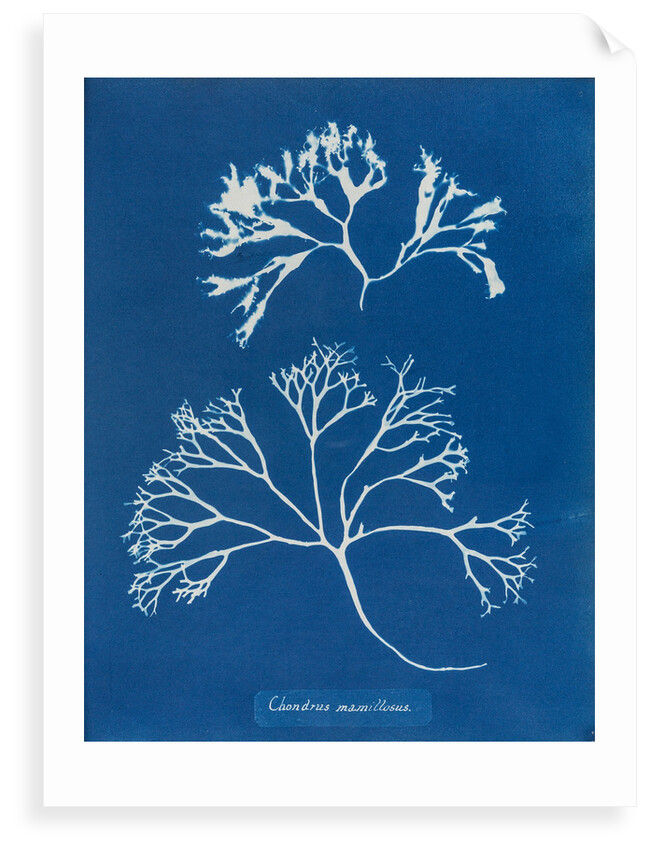 Chondrus mamillosus by Anna Atkins