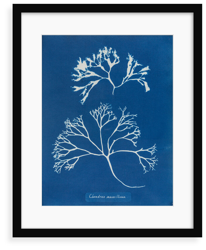 Chondrus mamillosus by Anna Atkins