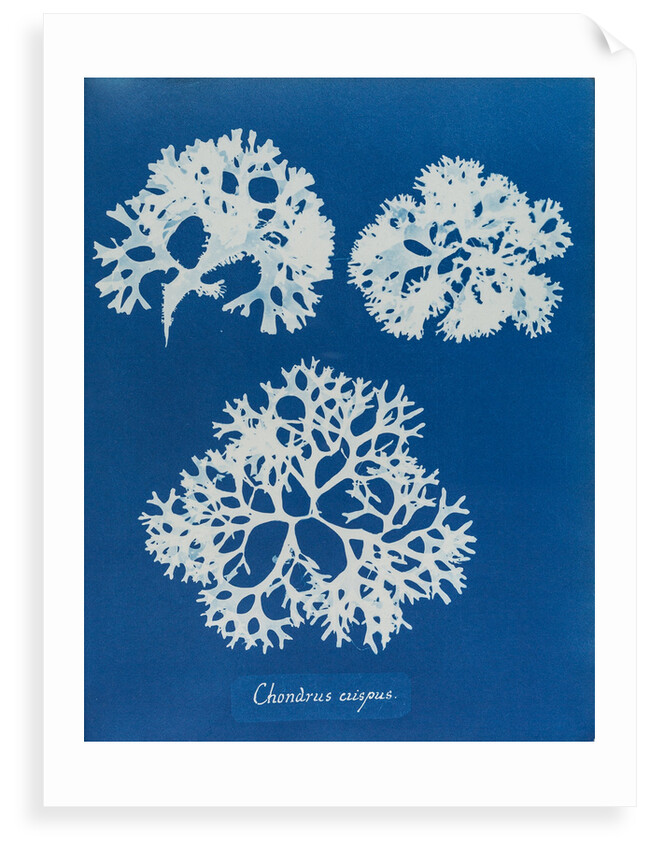 Irish moss by Anna Atkins
