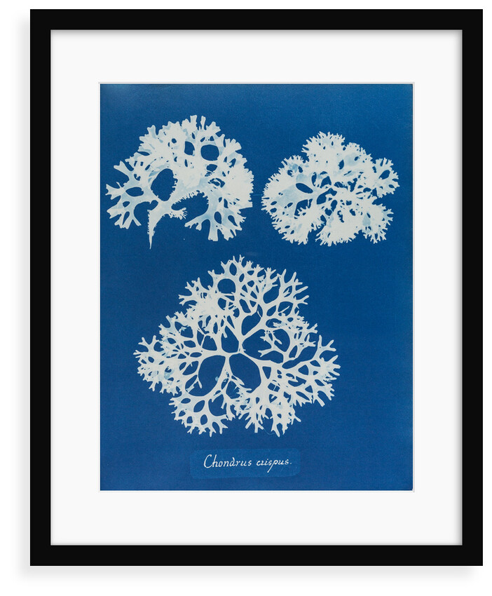 Irish moss by Anna Atkins