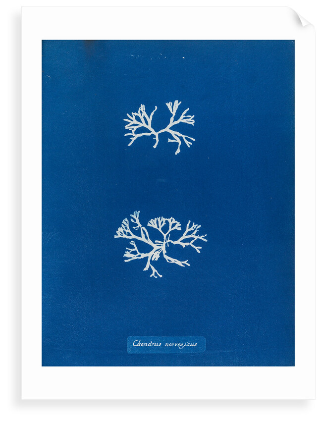 Chrondrus norvegicus by Anna Atkins