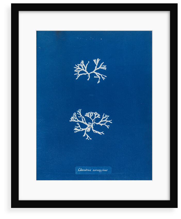 Chrondrus norvegicus by Anna Atkins