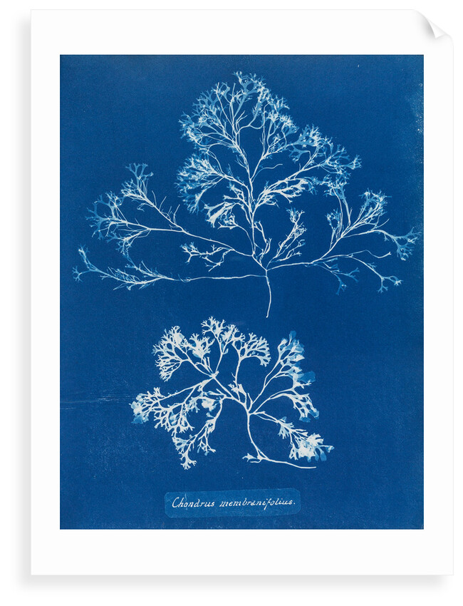 Chondrus membranifolius by Anna Atkins