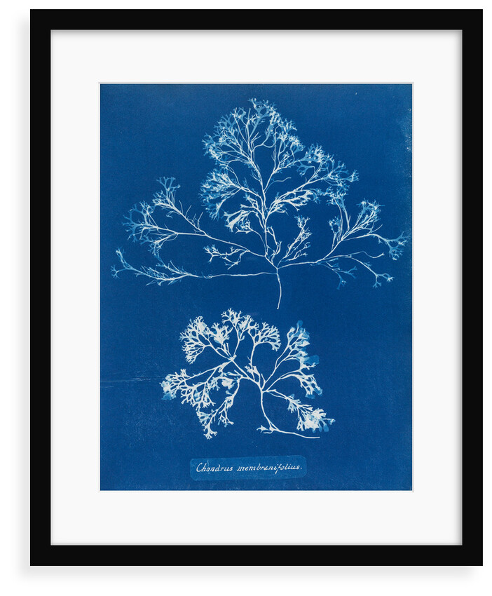 Chondrus membranifolius by Anna Atkins