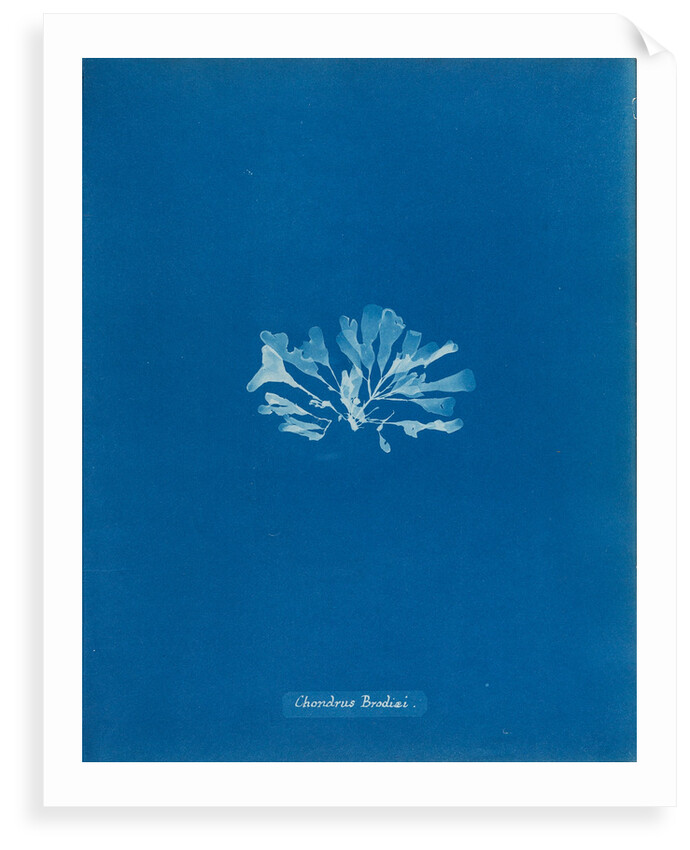 Chondrus brodiaei by Anna Atkins