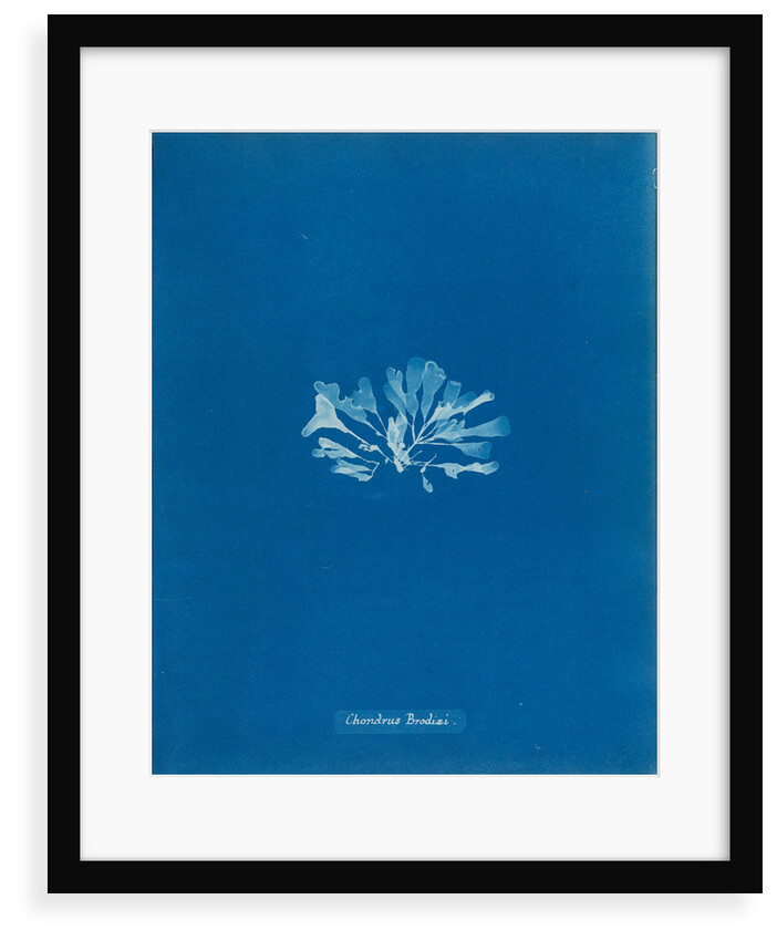 Chondrus brodiaei by Anna Atkins