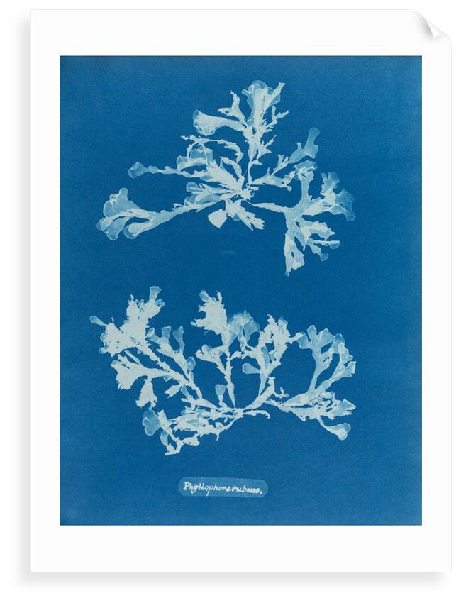 Phyllophora rubeus by Anna Atkins