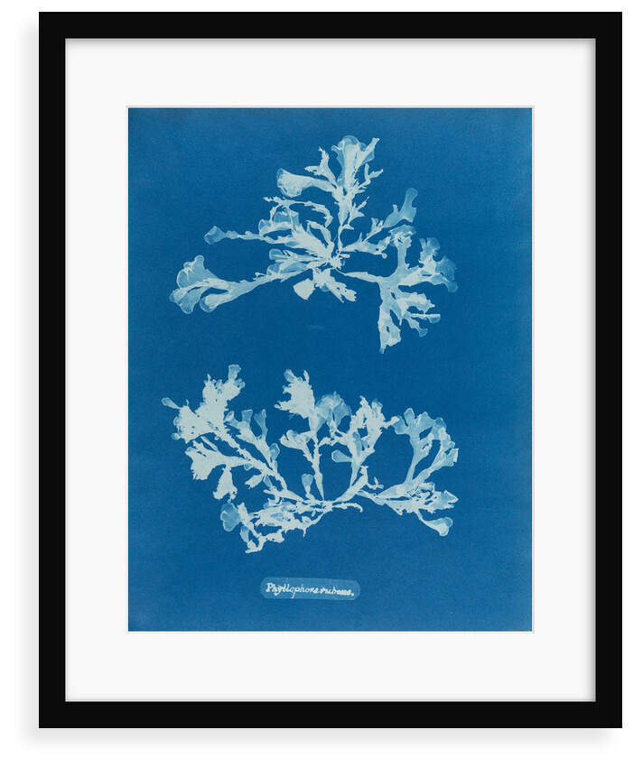 Phyllophora rubeus by Anna Atkins