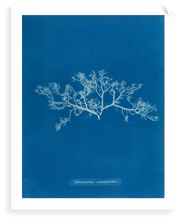 Berry wart cress by Anna Atkins