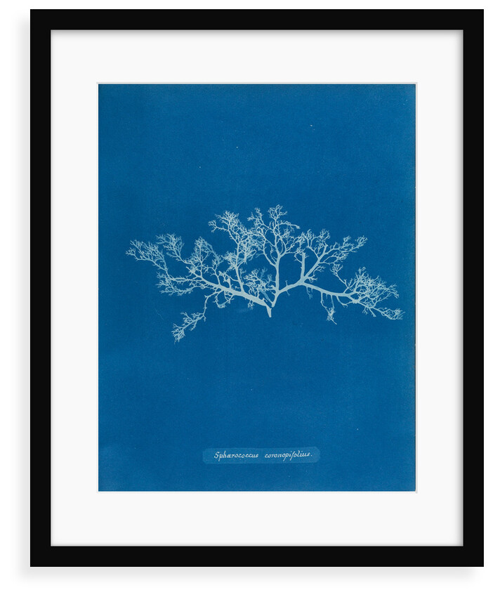 Berry wart cress by Anna Atkins
