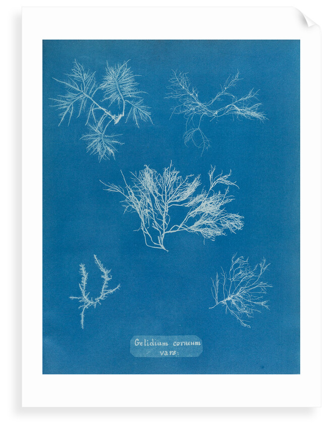 Gelidium corueum vars by Anna Atkins