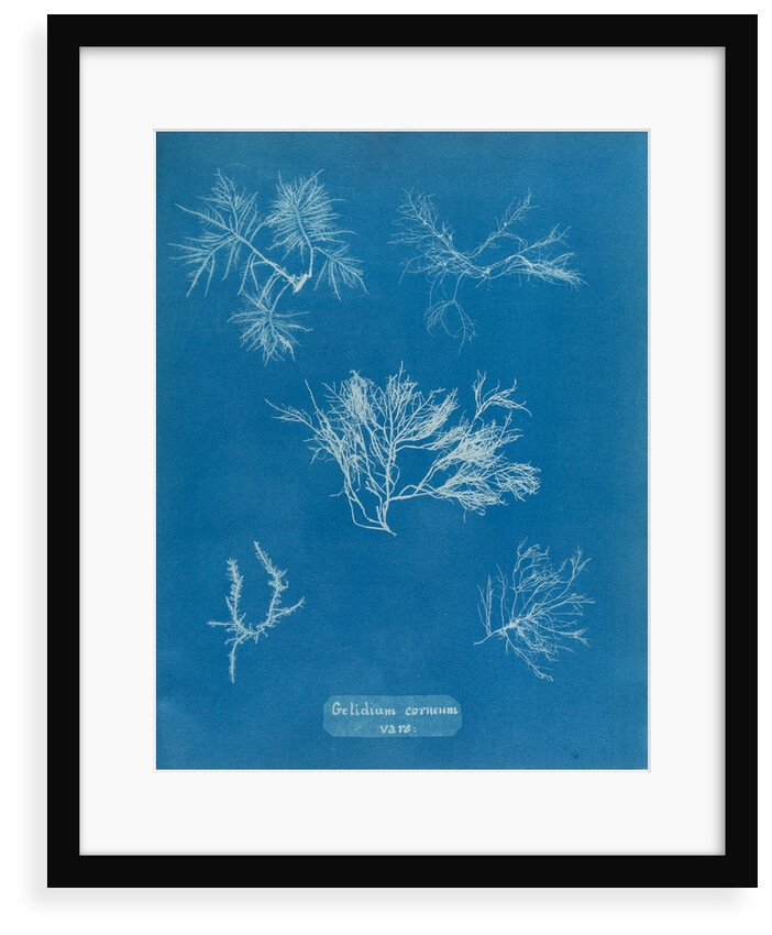 Gelidium corueum vars by Anna Atkins
