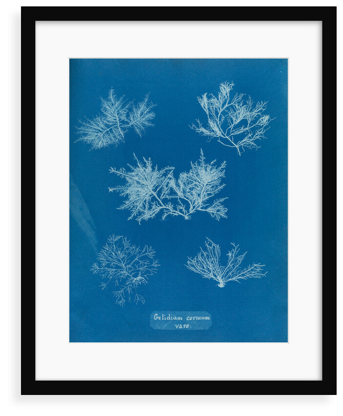 Gelidium corueum vars by Anna Atkins