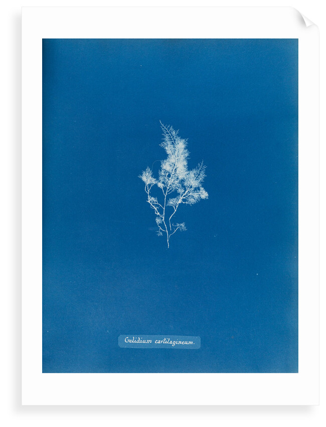 China moss by Anna Atkins