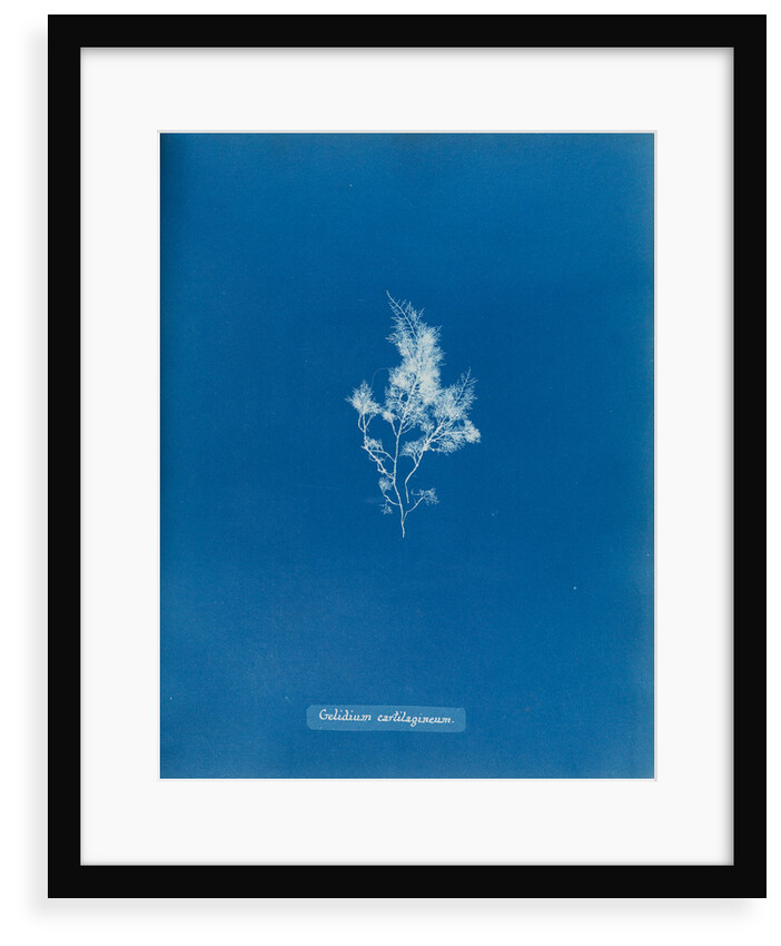 China moss by Anna Atkins