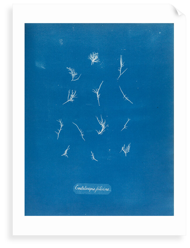 Grateloupia filicina by Anna Atkins