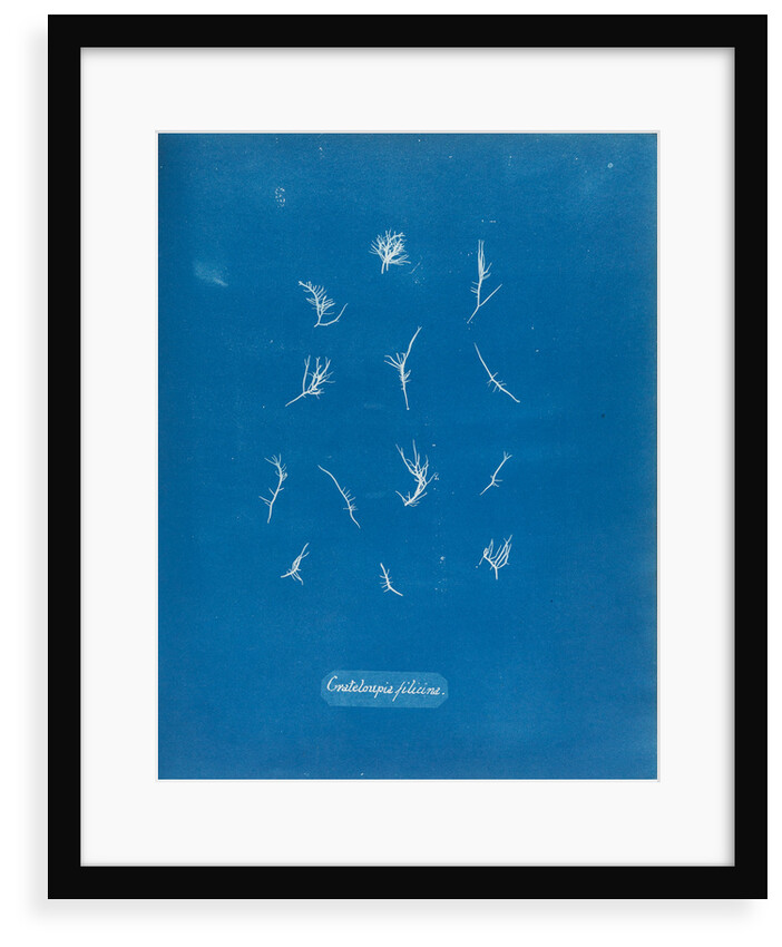 Grateloupia filicina by Anna Atkins