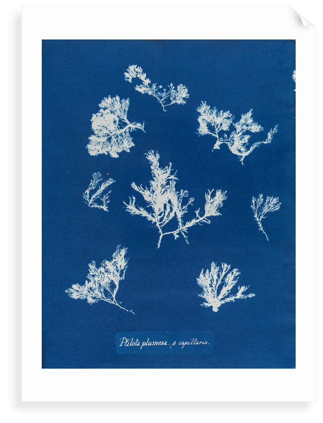 Ptilota plumosa & capillaris by Anna Atkins