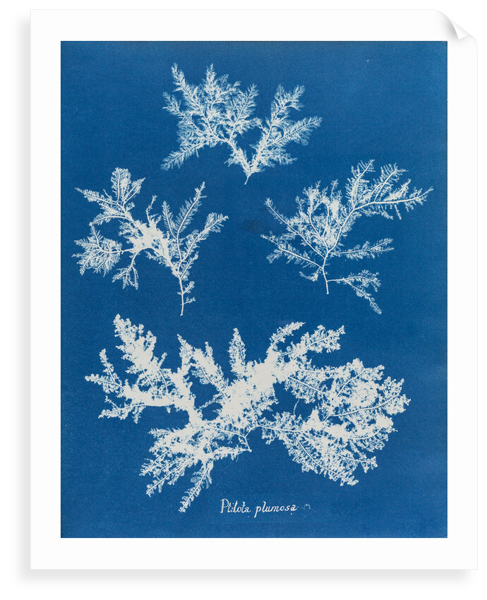 Ptilota plumosa by Anna Atkins