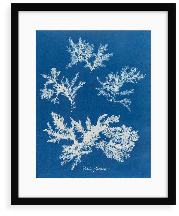 Ptilota plumosa by Anna Atkins