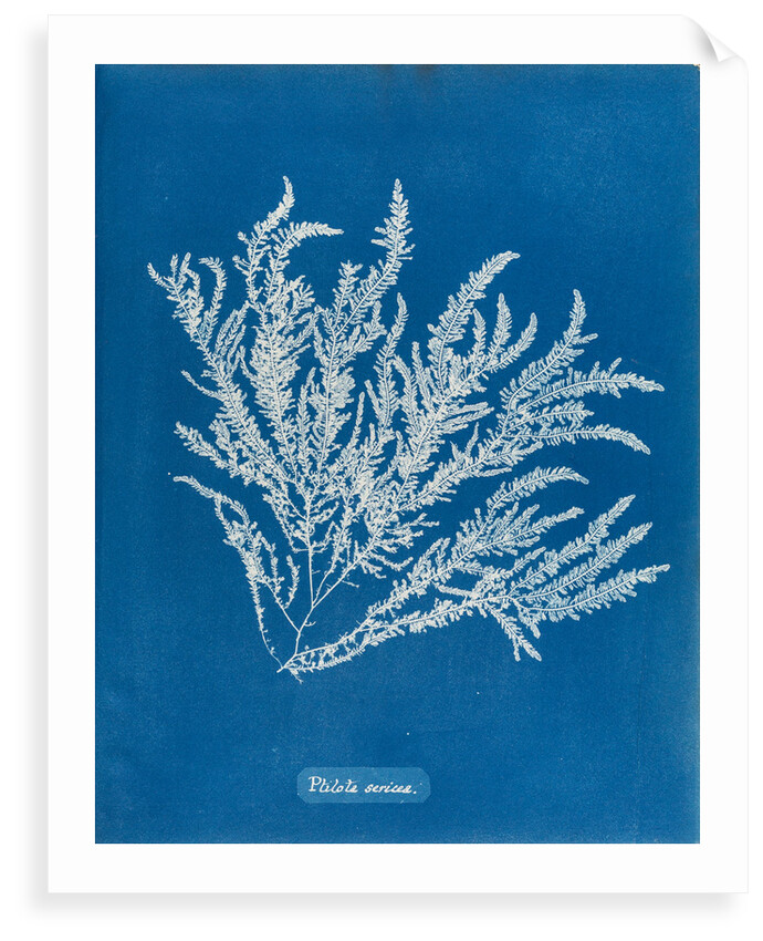 Ptilota sericea by Anna Atkins