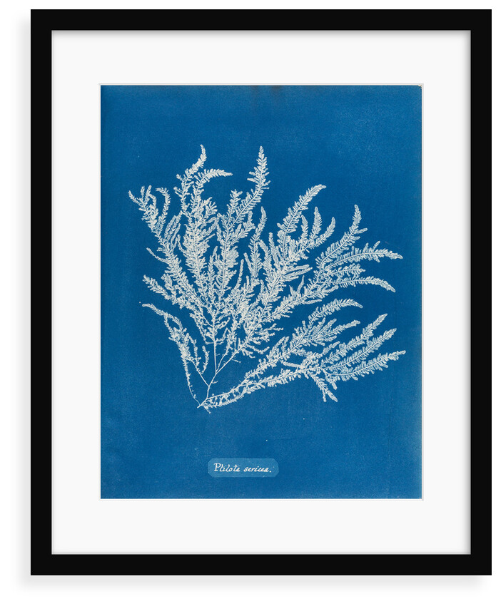 Ptilota sericea by Anna Atkins