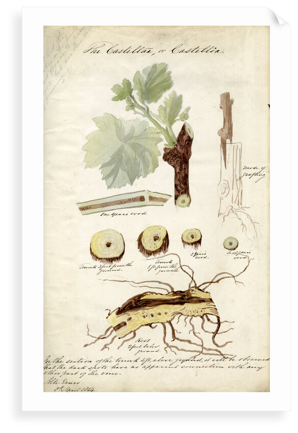 Grape vines by Joseph James Forrester