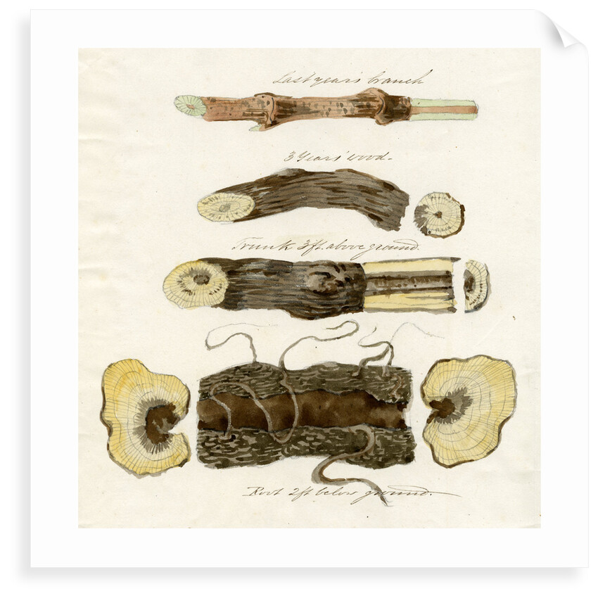 Grape vines by Joseph James Forrester