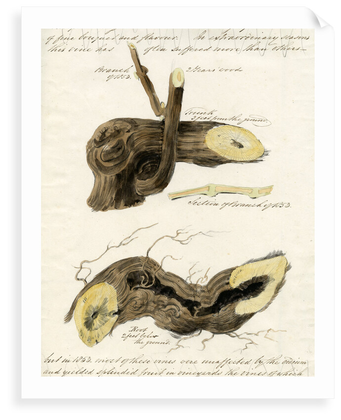 Grape vines by Joseph James Forrester