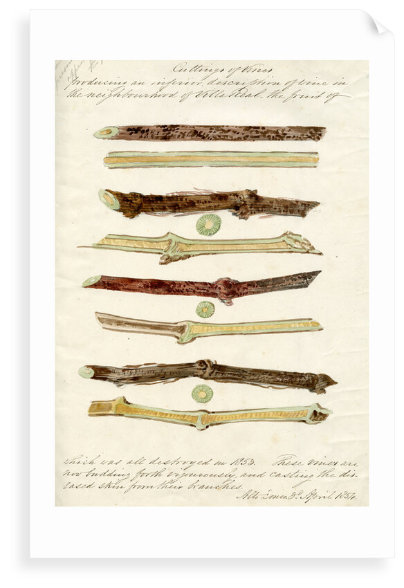 Cuttings of grape vines by Joseph James Forrester