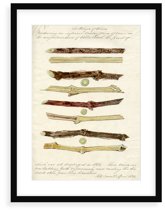 Cuttings of grape vines by Joseph James Forrester