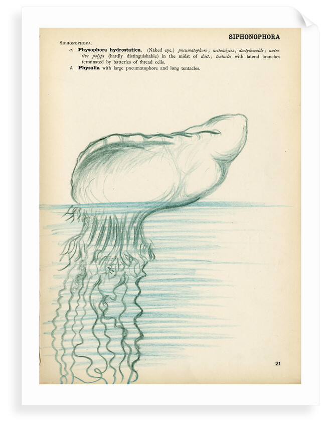 Physalia by Henry Hallett Dale