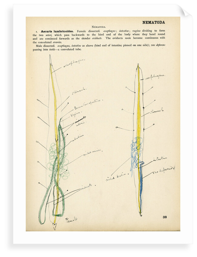Ascaris lumbricoides by Henry Hallett Dale