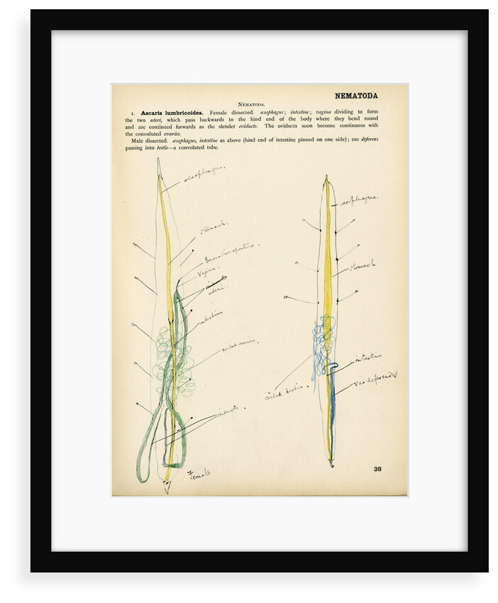 Ascaris lumbricoides by Henry Hallett Dale