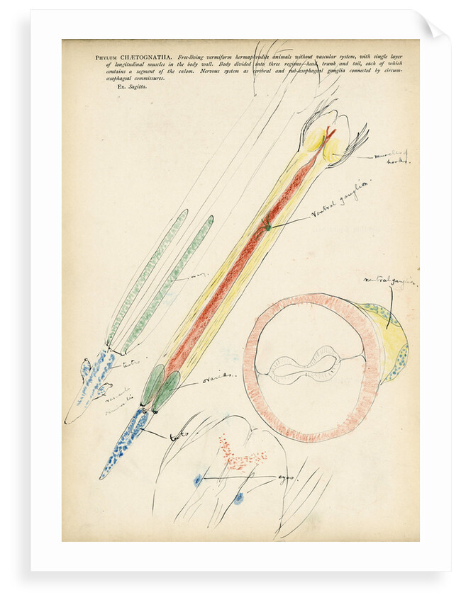 Chaetognatha by Henry Hallett Dale