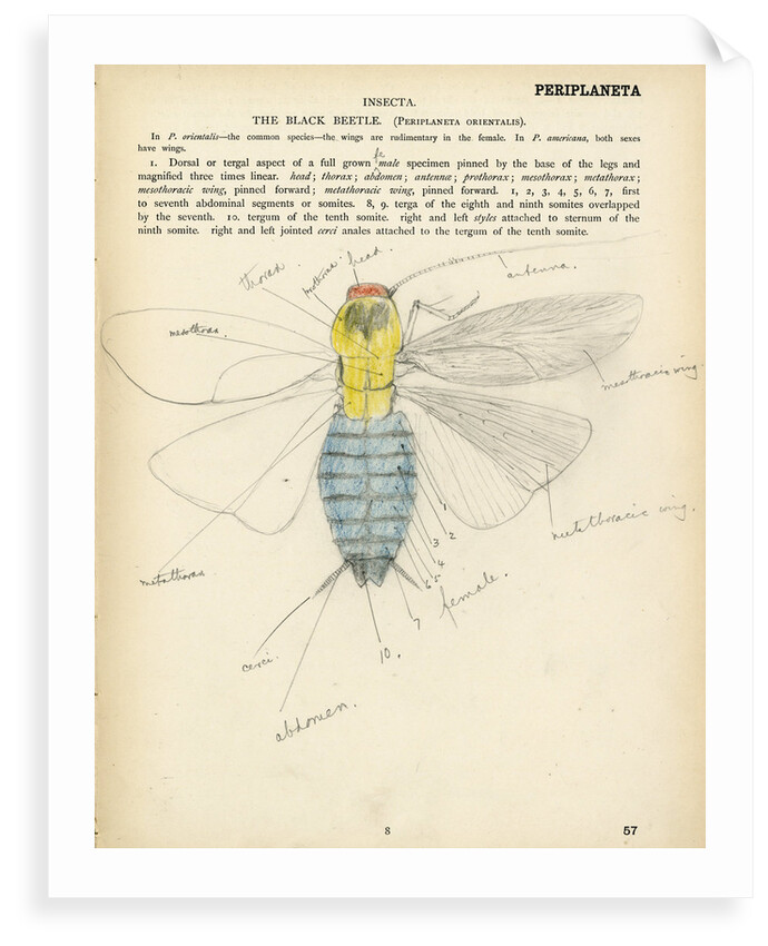 Insect structure by Henry Hallett Dale