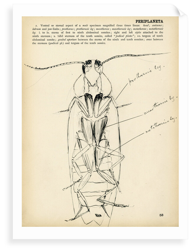 Periplaneta orientalis by Henry Hallett Dale