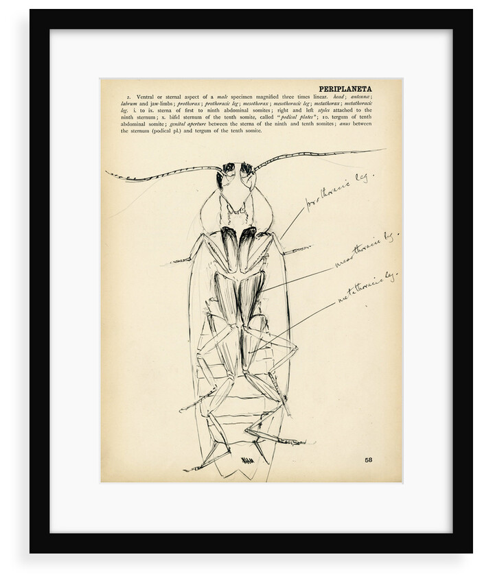 Periplaneta orientalis by Henry Hallett Dale