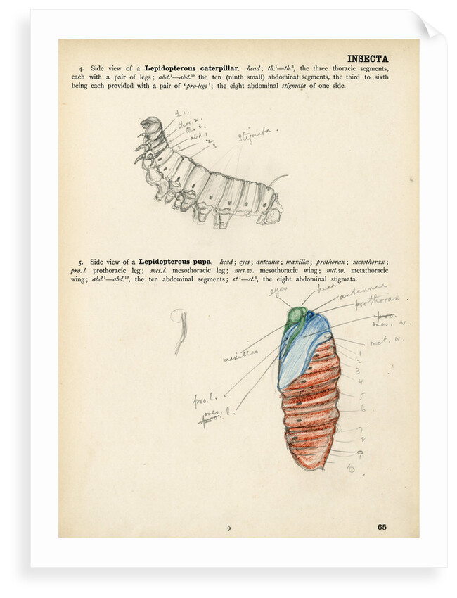 Caterpillar and pupa by Henry Hallett Dale