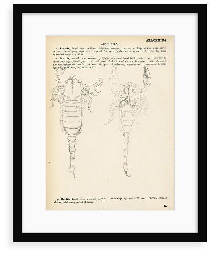 Scorpion by Henry Hallett Dale