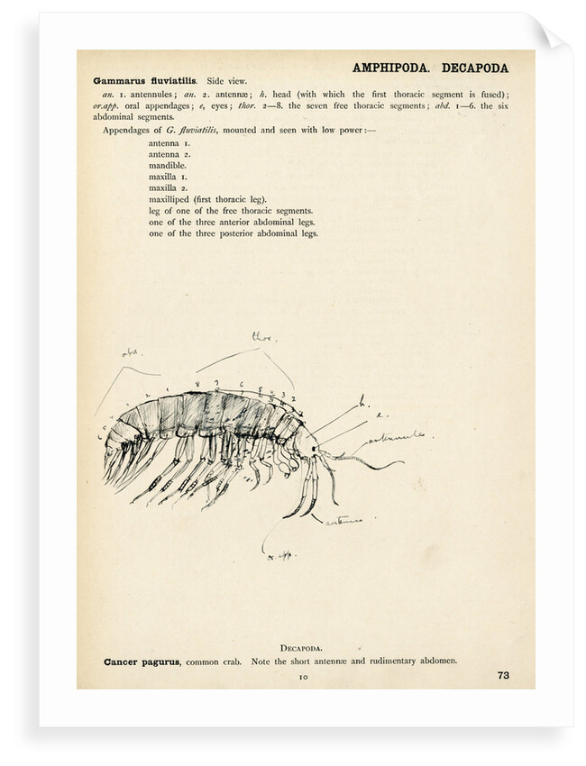 Gammarus fluviatilis by Henry Hallett Dale