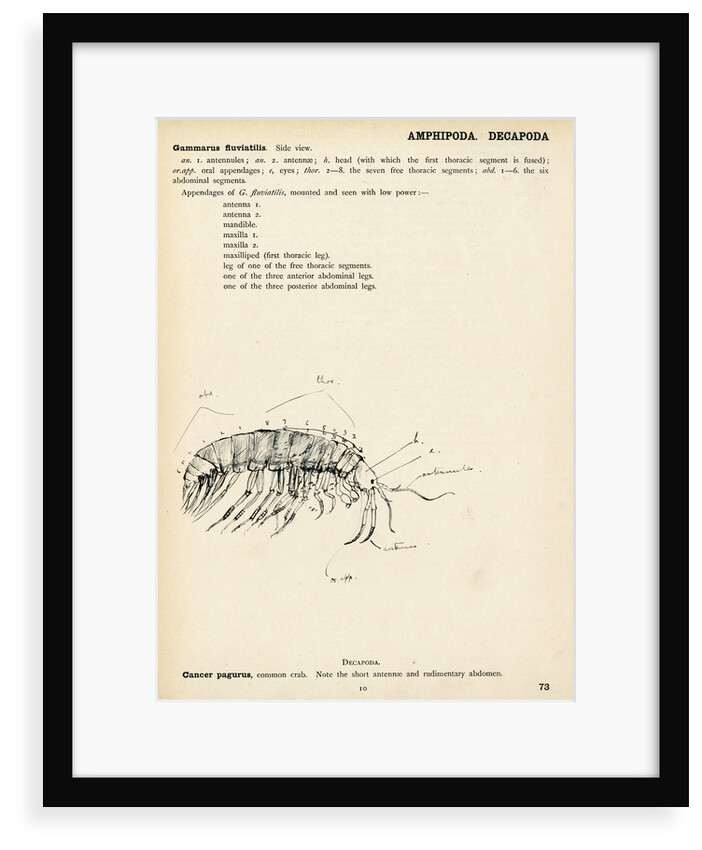 Gammarus fluviatilis by Henry Hallett Dale