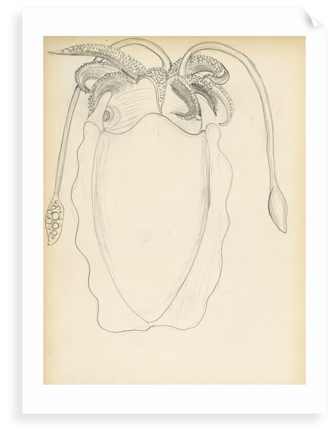 Sepia officinalis by Henry Hallett Dale