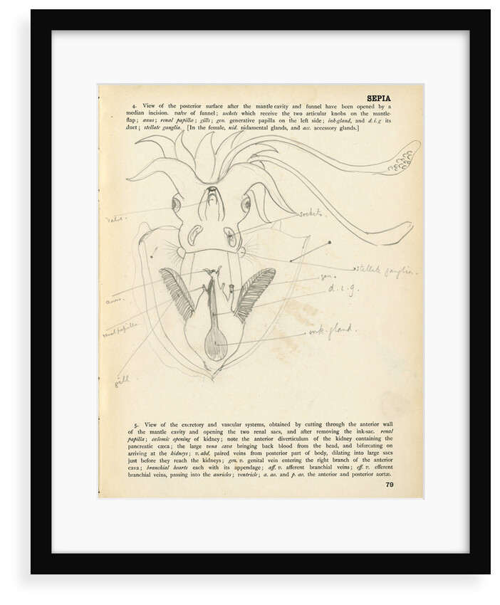 Sepia officinalis by Henry Hallett Dale