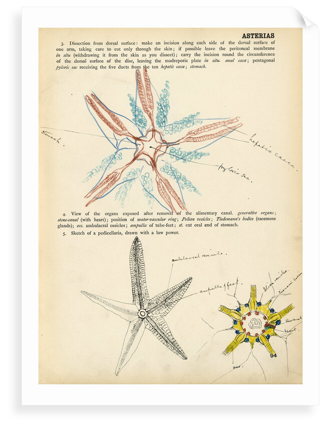 Asterias by Henry Hallett Dale
